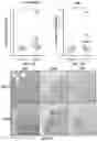 Fig. 55 - METHODS FOR ISOLATING, EXPANDING AND ADMINISTERING CANCER SPECIFIC CD8+ T CELLS