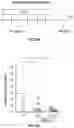 Fig. 64 - METHODS FOR ISOLATING, EXPANDING AND ADMINISTERING CANCER SPECIFIC CD8+ T CELLS