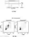Fig. 76 - METHODS FOR ISOLATING, EXPANDING AND ADMINISTERING CANCER SPECIFIC CD8+ T CELLS