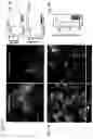 Fig. 06 - Advanced pulmonary models