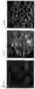 Fig. 23 - Advanced pulmonary models
