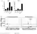 Fig. 05 - COMPOSITIONS AND METHODS FOR REPROGRAMMING CELLS AND FOR SOMATIC CELL NUCLEAR TRANSFER USING DUXC EXPRESSION