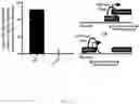 Fig. 32 - COMPOSITIONS AND METHODS FOR REPROGRAMMING CELLS AND FOR SOMATIC CELL NUCLEAR TRANSFER USING DUXC EXPRESSION