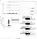 Fig. 33 - COMPOSITIONS AND METHODS FOR REPROGRAMMING CELLS AND FOR SOMATIC CELL NUCLEAR TRANSFER USING DUXC EXPRESSION