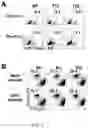 Fig. 03 - Methods and compositions relating to viral latency