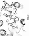 Fig. 03 - 3-hydroxybutyryl-CoA dehydrogenase variants and methods of use