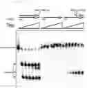 Fig. 06 - METHODS AND COMPOSITIONS FOR MODIFYING A SINGLE STRANDED TARGET NUCLEIC ACID