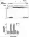 Fig. 12 - METHODS AND COMPOSITIONS FOR MODIFYING A SINGLE STRANDED TARGET NUCLEIC ACID