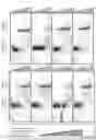 Fig. 30 - METHODS AND COMPOSITIONS FOR MODIFYING A SINGLE STRANDED TARGET NUCLEIC ACID