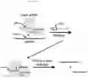 Fig. 32 - METHODS AND COMPOSITIONS FOR MODIFYING A SINGLE STRANDED TARGET NUCLEIC ACID