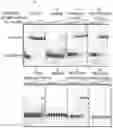 Fig. 35 - METHODS AND COMPOSITIONS FOR MODIFYING A SINGLE STRANDED TARGET NUCLEIC ACID