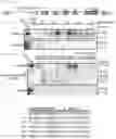 Fig. 41 - METHODS AND COMPOSITIONS FOR MODIFYING A SINGLE STRANDED TARGET NUCLEIC ACID
