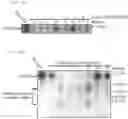 Fig. 54 - METHODS AND COMPOSITIONS FOR MODIFYING A SINGLE STRANDED TARGET NUCLEIC ACID