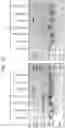 Fig. 12 - Enzymes for Glycan Analysis