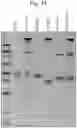 Fig. 13 - Enzymes for Glycan Analysis