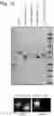 Fig. 14 - Enzymes for Glycan Analysis