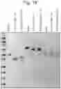Fig. 15 - Enzymes for Glycan Analysis