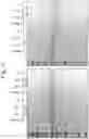 Fig. 16 - Enzymes for Glycan Analysis