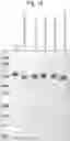 Fig. 17 - Enzymes for Glycan Analysis