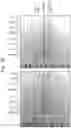 Fig. 18 - Enzymes for Glycan Analysis