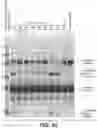 Fig. 28 - ALPHA-AMYLASE COMBINATORIAL VARIANTS