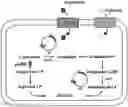Fig. 01 - A RECOMBINANT STRAIN HAVING MODIFIED SUGAR METABOLIC PATHWAY AND METHOD FOR SCREENING SUGAR ISOMERASE USING SAME