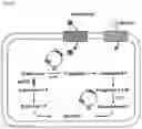 Fig. 02 - A RECOMBINANT STRAIN HAVING MODIFIED SUGAR METABOLIC PATHWAY AND METHOD FOR SCREENING SUGAR ISOMERASE USING SAME
