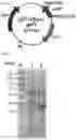 Fig. 04 - A RECOMBINANT STRAIN HAVING MODIFIED SUGAR METABOLIC PATHWAY AND METHOD FOR SCREENING SUGAR ISOMERASE USING SAME