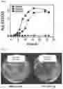 Fig. 05 - A RECOMBINANT STRAIN HAVING MODIFIED SUGAR METABOLIC PATHWAY AND METHOD FOR SCREENING SUGAR ISOMERASE USING SAME
