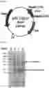 Fig. 06 - A RECOMBINANT STRAIN HAVING MODIFIED SUGAR METABOLIC PATHWAY AND METHOD FOR SCREENING SUGAR ISOMERASE USING SAME