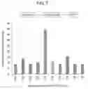 Fig. 08 - Targeting BCL11A distal regulatory elements for fetal hemoglobin reinduction
