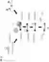 Fig. 12 - CAPTURE OF NUCLEIC ACIDS USING A NUCLEIC ACID-GUIDED NUCLEASE-BASED SYSTEM