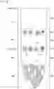 Fig. 09 - Method for obtaining nucleic acid derived from fetal cell