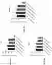 Fig. 08 - O-methyl rich fully stabilized oligonucleotides