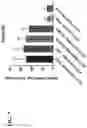 Fig. 09 - O-methyl rich fully stabilized oligonucleotides