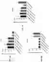 Fig. 10 - O-methyl rich fully stabilized oligonucleotides