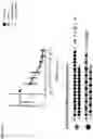 Fig. 11 - O-methyl rich fully stabilized oligonucleotides