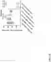 Fig. 17 - O-methyl rich fully stabilized oligonucleotides