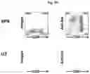 Fig. 06 - Chimeric antigen receptors targeting B-cell maturation antigen