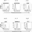 Fig. 03 - Chimeric antigen receptors targeting B-cell maturation antigen