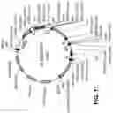 Fig. 41 - FAD3 performance loci and corresponding target site specific binding proteins capable of inducing targeted breaks
