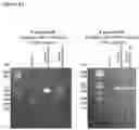 Fig. 05 - THERAPEUTIC CELLS