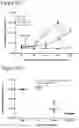 Fig. 49 - THERAPEUTIC CELLS
