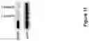 Fig. 12 - Compositions and methods for treating phenylketonuria