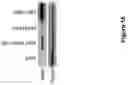 Fig. 16 - Compositions and methods for treating phenylketonuria