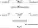 Fig. 03 - Regulation of gene expression by aptamer-mediated modulation of alternative splicing