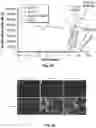 Fig. 18 - Regulation of gene expression by aptamer-mediated modulation of alternative splicing