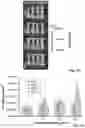 Fig. 24 - Regulation of gene expression by aptamer-mediated modulation of alternative splicing