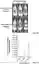 Fig. 25 - Regulation of gene expression by aptamer-mediated modulation of alternative splicing