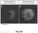 Fig. 28 - Regulation of gene expression by aptamer-mediated modulation of alternative splicing